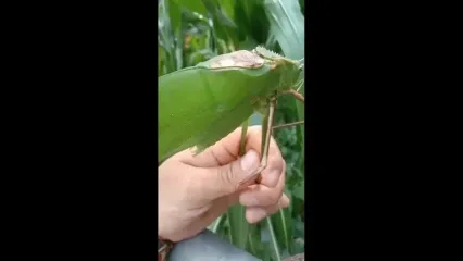 فیلم حشره غول‌پیکر مالزی با صدایی ترسناک