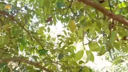 ببینید؛ مراحل دیدنی کاشت، برداشت و فرآوری منگوستین؛ ملکه میوه ها در تایلند