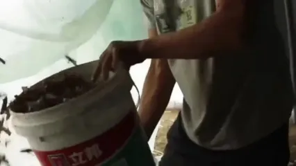 ببینید؛ مراحل دیدنی پرورش و فرآوری میلیاردها ملخ در مزارع چین