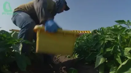 ببینید؛ نگاهی به مراحل مکانیزه کاشت، برداشت و بسته بندی فلفل دلمه ای رنگی در مکزیک