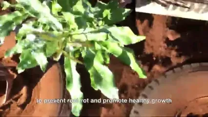ببینید؛ مراحل کاشت، برداشت و فرآوری میلیون ها ماکادمیا در آمریکا