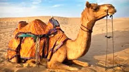 پرایدسواری یک شتر در رامسر!