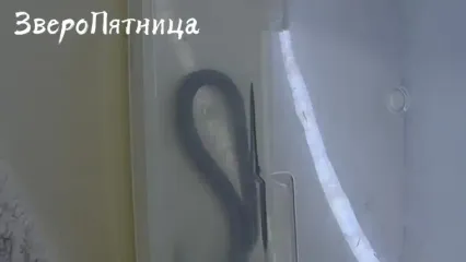 ساکنان سن پترزبورگ با فوبیای مار مواجه شدند