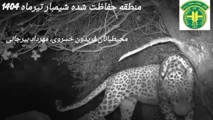 فیلم کم نظیر از مشاهده پلنگ ایرانی در خوزستان