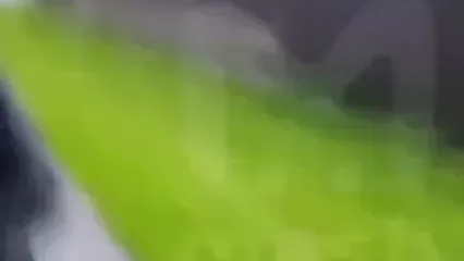 فیلم حمله سگ پیت بول به یک زن / صاحبش به عمد باعث حمله شد