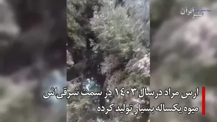 ببینید؛ وقتی کهن‌ترین زن ایران ثبت ملی شد؛ درختی که از پیش از مسیح روی زمین است