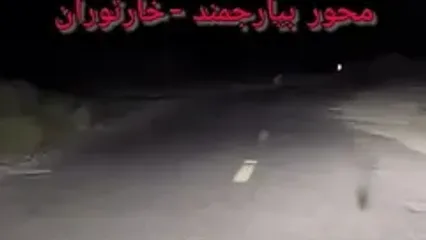 ببینید؛ در این جاده آهسته برانید؛ مشاهده ۳ یوزپلنگ وسط جاده