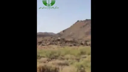 مشاهده هم‌زمان ۵ یوزپلنگ آسیایی در پارک ملی توران
