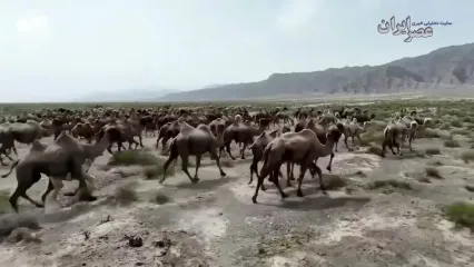 ببینید؛ هدایت گله شترها به کمک پهپاد؛ روش جدید گله‌داری