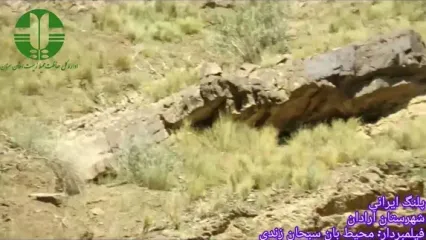 ببینید؛ مشاهده پلنگ ایرانی در مناطق شکار ممنوع آرادان