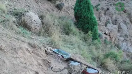 فیلم کم نظیر از یک پلنگ در ارتفاعات فیروزکوه