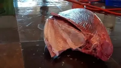 ببینید؛ برش استادانه ماهی تن غول پیکر 473 کیلوگرمی توسط ماهی فروش تایوانی
