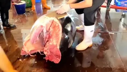 ببینید؛ برش ماهرانه و با سرعت ماهی تن بلوفین غول پیکر 484 کیلوگرمی در تایوان