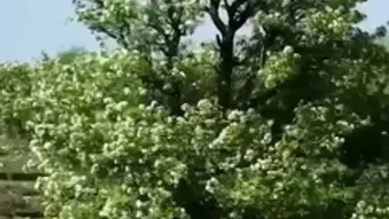 خرم‌آباد، نگین سبز لرستان