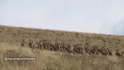 گله کل و بز وحشی در البرز مرکزی شمالی واقعی از ماجراجویی