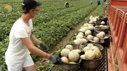 ببینید؛ فرآیند کاشت، برداشت و فرآوری هزاران تن طالبی در مزارع آمریکای جنوبی