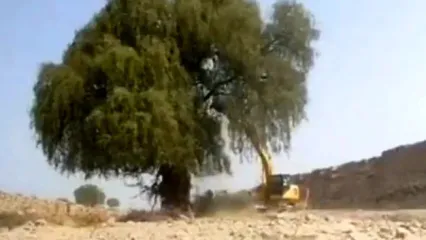 ویدئوی فاجعه درخت‌کُشان در هرمزگان وایرال شد!