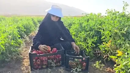 طرز تهیه غذاهای روستایی؛ از مزرعه تا سفره با گوجه و بامیه