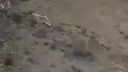 مشاهده خرس سیاه آسیایی در شهرستان بشاگرد هرمزگان