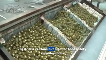 ببینید؛ چگونه کشاورزان در آمریکای جنوبی صدها تن آناناس را برداشت می کنند؟