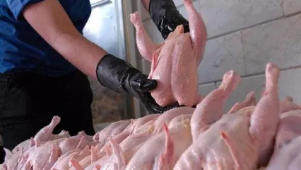 علت افزایش قیمت مرغ مشخص شد