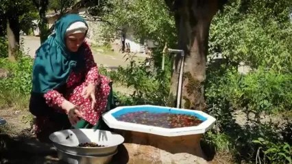 ببینید؛ غذای روستایی در مازندران؛ برداشت آلو وحشی از جنگل و تهیه رب با آن ها