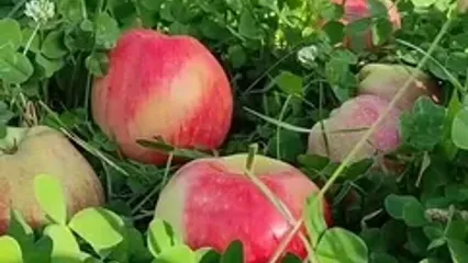 نیت کن و فال حافظ 8 شهریور را بخوان