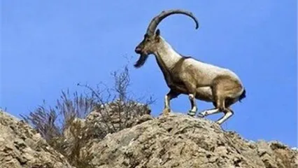تقلید حرکات یوگا توسط بُز باهوش