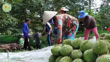ببینید؛ چگونه کشاورزان تایلندی هزاران تن دوریان را برداشت می کنند؟