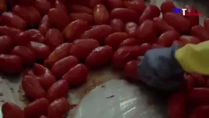 ببینید؛ سس گوجه فرنگی چگونه تولید می شود؟