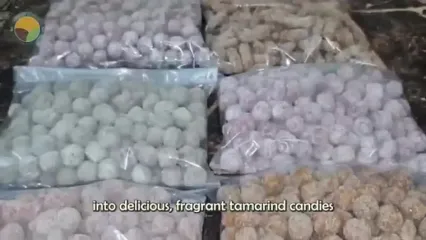 ببینید؛ مراحل دیدنی کاشت، برداشت و فراوری تمر هندی از نمای نزدیک