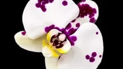 فال ابجد محشر 19 مرداد