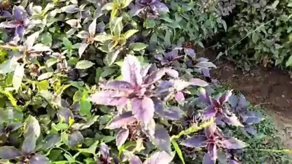 ببینید؛ غذای روستایی در ایران؛ برداشت بامیه از مزرعه و پخت خورشت با آن