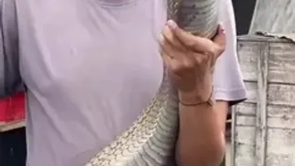 ببینید؛ این شاه کبرای مالزیایی بلندترین مار سمی روی کره زمین است!