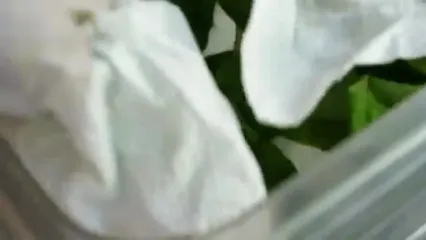 ببینید؛ غذای خیابانی در کره؛ پخت پیتزای پپرونی در کامیون در سئول