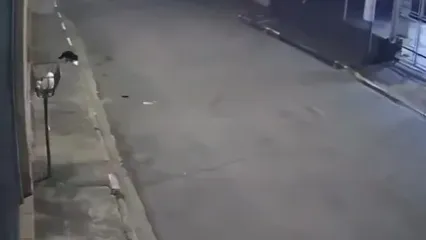 ببینید؛ لحظه غافلگیر شدن زورگیرهای مسلح؛ وقتی شهروند با گلوله پاسخ سارقین را داد!