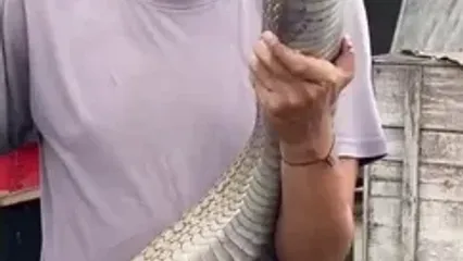 شاه کبرا مالزیایی بزرگترین مار سمی جهان