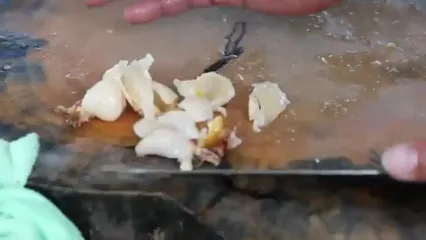 ببینید؛ غذای خیابانی در ویتنام؛ تهیه ساشیمی و غذاهای مختلف با صدف حلزونی بزرگ در هانوی