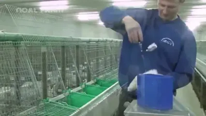 ببینید؛ مراحل کاشت، برداشت و فرآوری نیشکر و تولید شکر و باگاس در برزیل