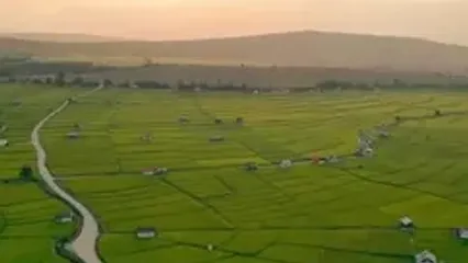 طلوع آرامش در شالیزارهای مازندران