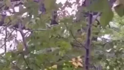 ببینید؛ پلنگ ایرانی روی شاخه درخت در مازندران رویت شد