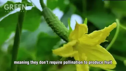 ببینید؛ چگونه کشاورزان هلندی هزاران تن خیار را برداشت می کنند؟
