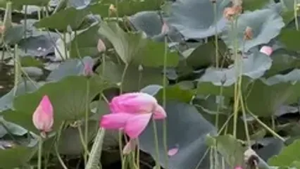 فیلم تالاب زیبای سوستان در لاهیجان