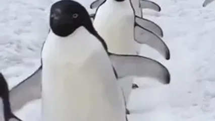 فیلم راه رفتن بامزه پنگوئن روی یخ