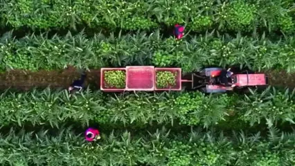 ببینید؛ مراحل تماشایی کاشت، برداشت و فرآوری میلیون ها کنگر فرنگی در آمریکا