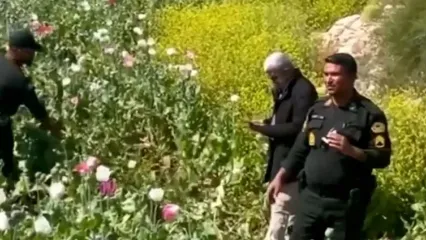 کشف مزرعه بزرگ خشخاش در شهرستان کازرون