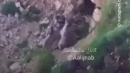 ببینید؛ ثبت تصاویری استثنایی از شیر دادن خرس قهوه‌ای مادر به ۳ توله‌اش در ارتفاعات البرز