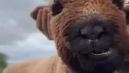 فیلم لحظه دیدنی بره با تاج بابونه