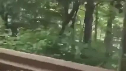 فیلم تشکر خرس از راننده در جاده رومانی