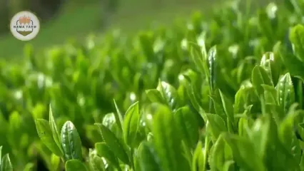 ببینید؛ چگونه صدها تن نخود فرنگی برداشت و در کارخانه فرآوری می‌شود؟